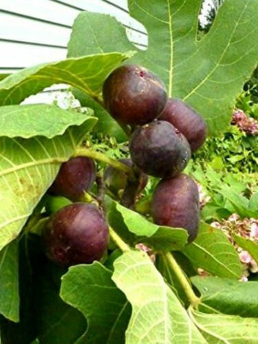 Fig Little Ruby Common Live Plant 3"