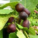 Fig Little Ruby Common Live Plant 3"