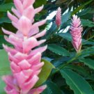 Ginger Hot Pink Alpinia Purpurata Live Plant 3"