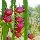 Dragon Fruit Vietnamese Live Plant 3" garden pot