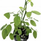Androgynus Sauropus Katuk Live Plant 3" garden pot