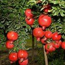Pomegranate Punica Granatum Dwarf Live Plant 3" garden pot