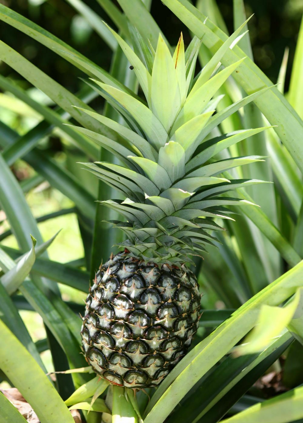 Pineapple White Jade Ananas Live Plant 3"