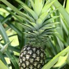 Pineapple White Jade Ananas Live Plant 3"