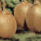 Kiwi Actinidia Deliciosa Saanichton Female Live Plant 3"