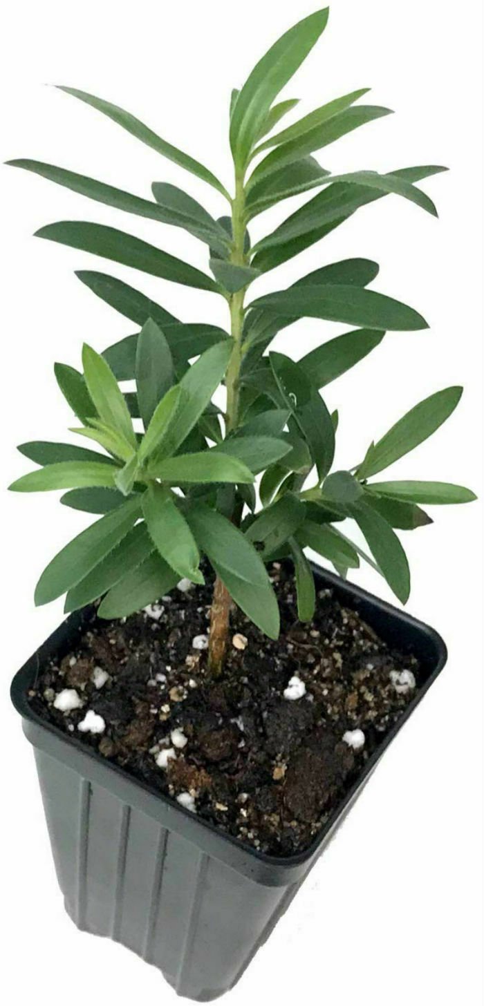 Bottlebrush Callistemon Little John Live Plant 3"