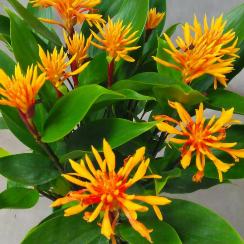 Ginger Dwarf Golden Brush Burbidgea Scheizocheila Live Plant 3"