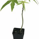 Abelmoschus Manihot Chief Kubo's Prize South Live Plant 3"