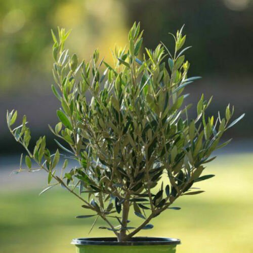 Olive Tree Arbequina Olea Europaea Live Plant 3"