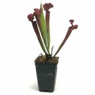 Carnivorous Pitcher Live Plant Sarracenia Live Plant 3"