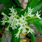 Jasmine Night Blooming Live Plant Cestrum Live Plant 3"