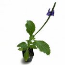 Stachytarpheta Cayennensis Blue Porterweed Live Plant 3"