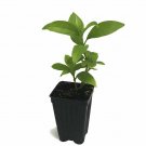 Jasmine Cestrum Nocturnum Live Plant 2,5"