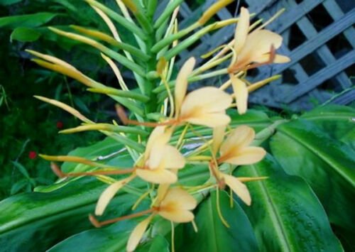 Hedychium Anne Live Plant 3"
