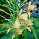 Hedychium Anne Live Plant 3"