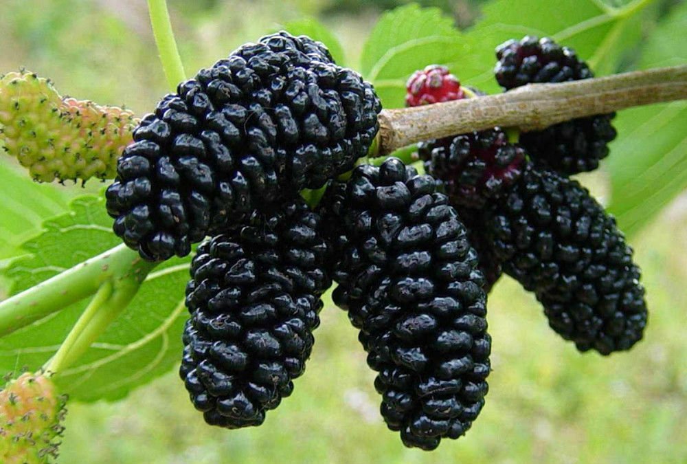 Black Mulberry Tree Morus Nigra Live Plant 3"