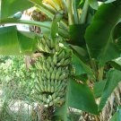 Namwah Banana Musa Dwarf  Live Plant 3"