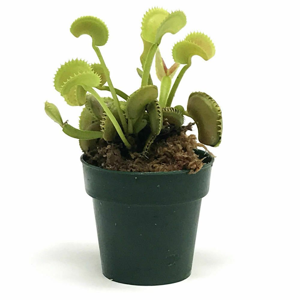 Carnivorous Venus Fly Trap Dente Live Plant 3"