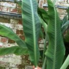Banana Live Fruit Tree Musa Thai Black Banana Live Plant 3"