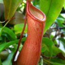 Tropical Pitcher Carnivorous Nepenthes Alata Live Plant 3"