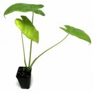 Thailand Giant Thai Giant Elephant Live Plant 1-2"