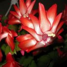 Zygocactus Red Christmas Cactus Live Plant 6"