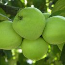 60pcs Tree Fresh Seeds Antonovka Apple Malus Domestica Edible Fruit #DLU5