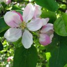 60pcs Tree Seeds Very Gorgeous European Crab Apple French Crabapple #DLU5