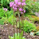 50pcs Fresh Seeds Midland Shooting Star #CDNB7