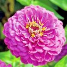 1000pcs Graceful Flower Seeds Zinnia Purple Prince #CDNB7