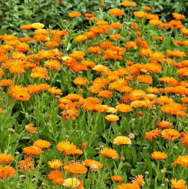 Marigold flower essay in english picture