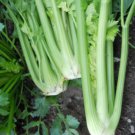 4500pcs Fresh Seeds Tall Utah Celery #ILHB8