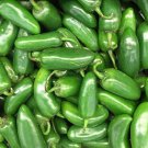 600pcs Fresh Seeds Jalapeno M Pepper #ILHB8