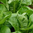 3000pcs Fresh Seeds Parris Island Romaine #ILHB8