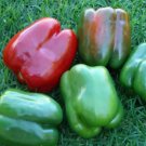600pcs Pepper Seeds California Wonder Bell #ILHB8