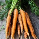 4500pcs Fresh Garden Seeds Danvers Carrot #ILHB8