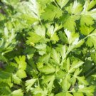 3000pcs Fresh Seeds Italian Parsley Dark Green Flat Leaf #ILHB8