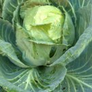 1500pcs Fresh Seeds Golden Acre Cabbage #ILHB8