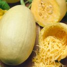 60pcs Fresh Seeds Spaghetti Squash #ILHB8