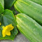 3000pcs Fresh Seeds Straight Eight Cucumber #ILHB8