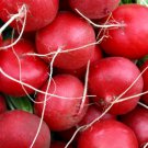 600pcs Fresh Seeds Champion Radish #ILHB8