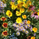 1000pcs Fresh Seeds Attractive Mix Wildflower #TCHWB03