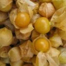 100pcs Gorund Cherry Fresh Seeds #TCHWB03