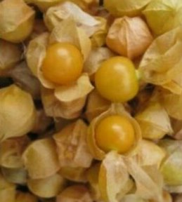 100pcs Gorund Cherry Fresh Seeds #TCHWB03