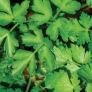500pcs Fresh Seeds Dark Green Italian Parsley #TCHWB03