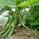 250pcs Fresh Seeds Contender Green Bean Seeds Fresh  #TCHWB03