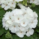 12pcs Beautiful Flower Seeds Maverick White Geranium #TCHWB03