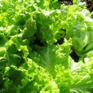 600pcs Fresh Seeds Green Ice Lettuce #TCHWB03