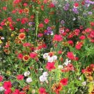1000pcs Flower Seeds Fragrant Garden Mix Wildflower #TCHWB03