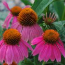 100pcs Flower Fresh Seeds Echinacea #TCHWB03